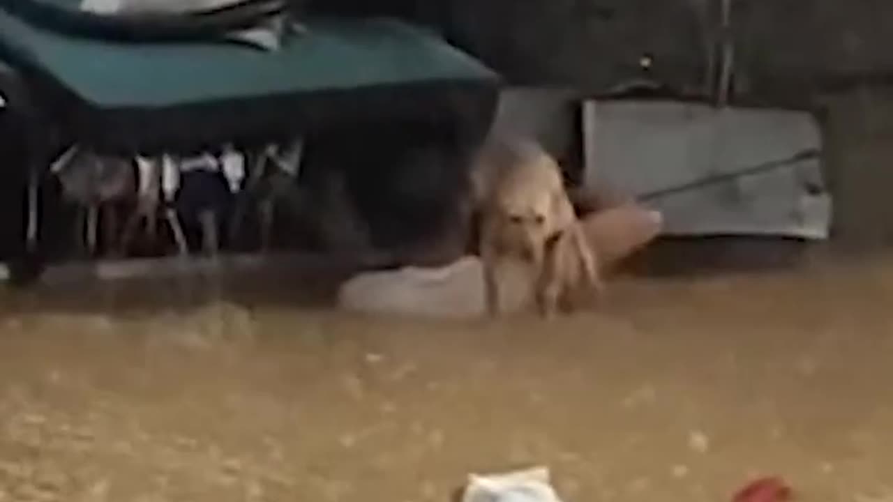 Hero Rescues Dog Trapped In Flood Water 🤣😁