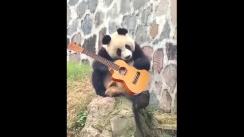 Funny and Cute Panda Videos 🐼 | Funny Animal Videos | The Cute Animals