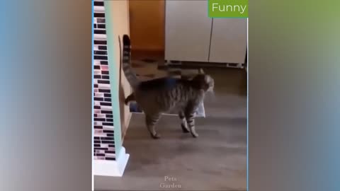 Best Funny Animal Videos 14