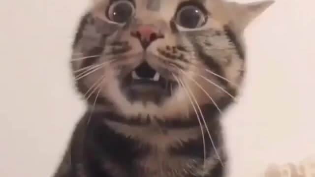 escucha adorable gatito susurrando