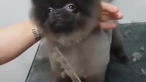 Dog dancing to music while getting a haircut Amazing