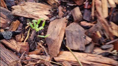 SOMETHING KEEPS EATING MY CUCUMBER PLANTS