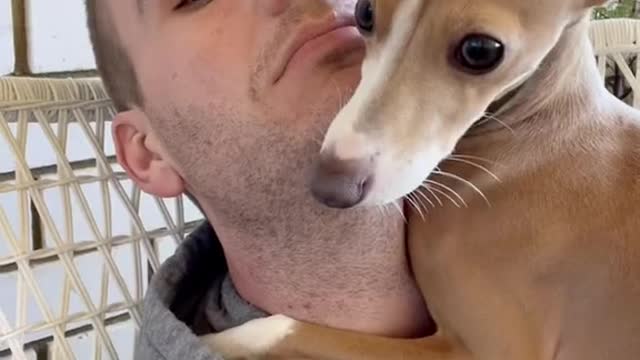 Everyone wants anItaliangreyhound until...