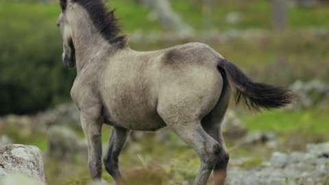 Pretty horses