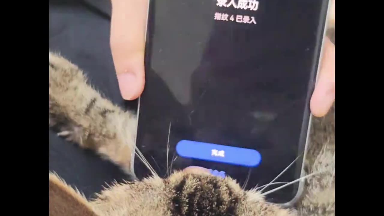 That's amazing, letting the kitten unlock the phone.