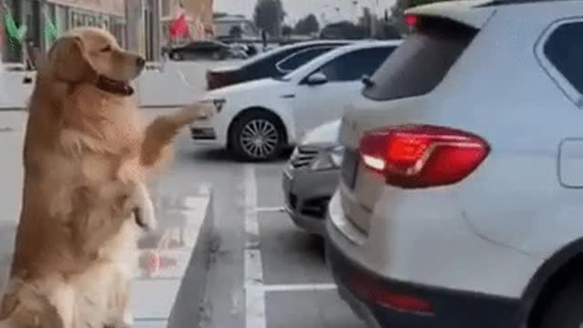 --Parking Agent--