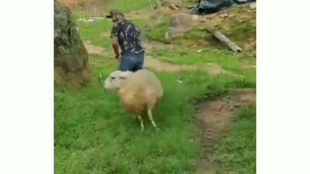 The ram: "I'm a joke to you.....hahahahahaha"