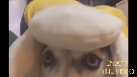 Cute pets and funny animals compilation video for entertainment