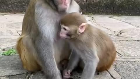 Monkey mother take care baby video