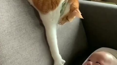 Cat playing with her mistress's baby.mp4