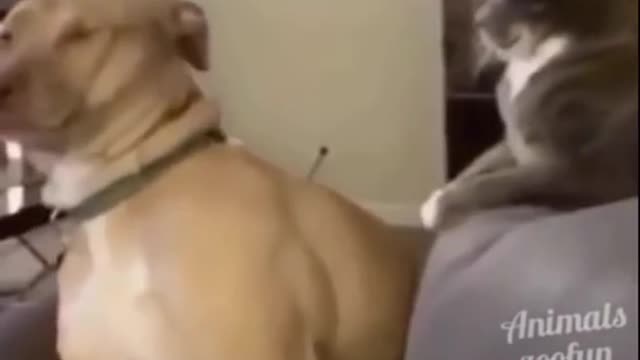 Cat punches Dog for sleeping