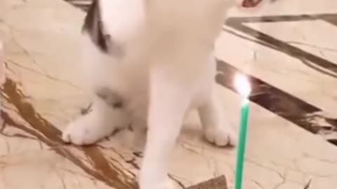 Funny Cat Fights Like Bruce Lee