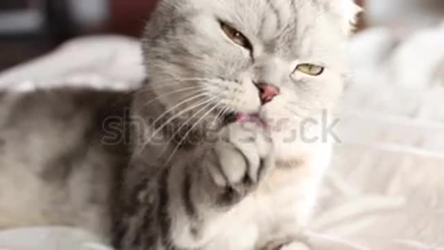 cat is playing with hand