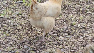 OMC! Little Orpington solo hunting 2! 🐔😮😍 #orpington #little #solo #hunting #shorts #chickens #hen