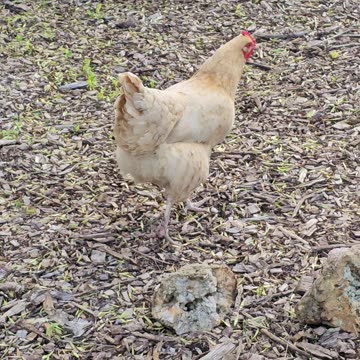 OMC! Little Orpington solo hunting 2! 🐔😮😍 #orpington #little #solo #hunting #shorts #chickens #hen