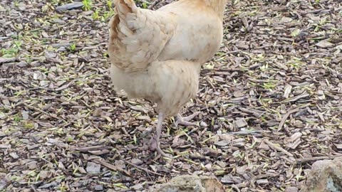 OMC! Little Orpington solo hunting 2! 🐔😮😍 #orpington #little #solo #hunting #shorts #chickens #hen