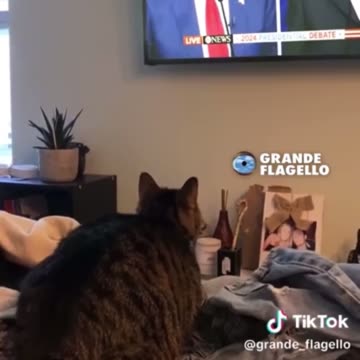 Cat Upset that Venezuelan Migrants are Eating Cats