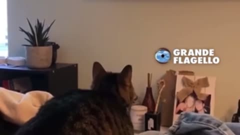 Cat Upset that Venezuelan Migrants are Eating Cats