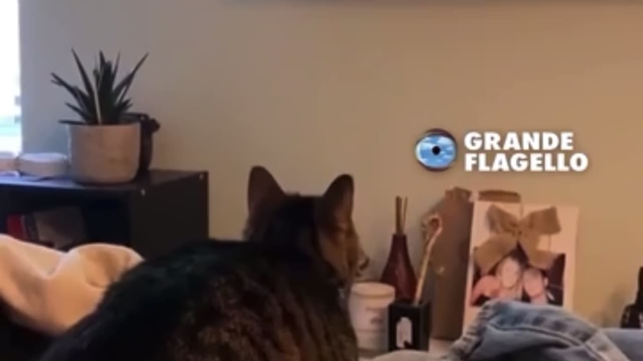 Cat Upset that Venezuelan Migrants are Eating Cats