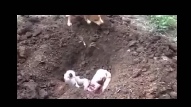 This Dog is trying to burried his friend ☹️😓😥