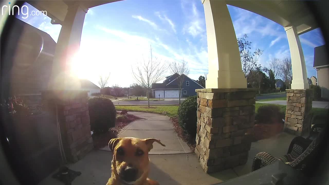 Watch How This Dog Uses a Ring Video Doorbell to Get Back In The House |