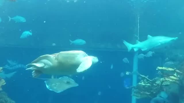 Florida Aquarium dive