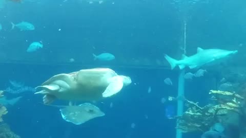 Florida Aquarium dive