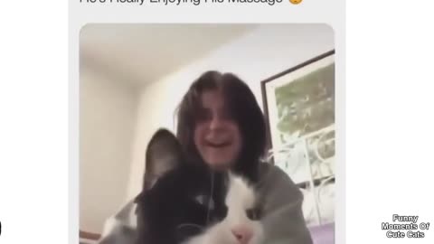 funny cats k