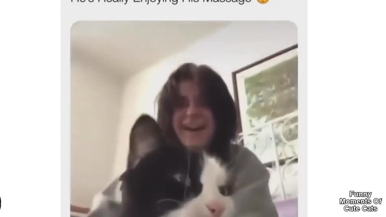funny cats k