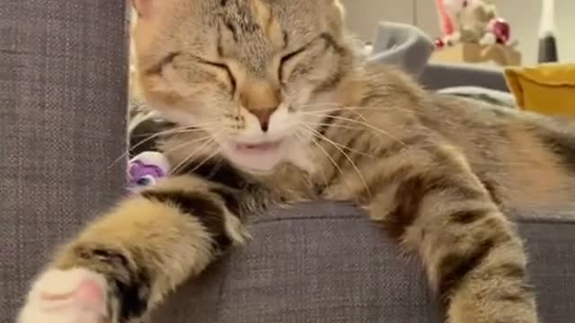 funny cat yawning