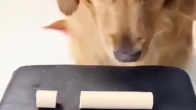 Mother Dog🐕 Love Puppy