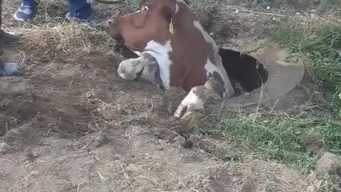 Cows falling in the hole