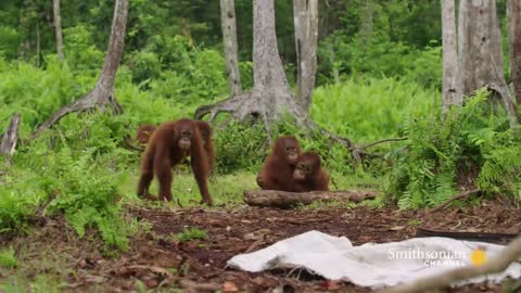 Orangutans Need to Learn to Fear Snakes