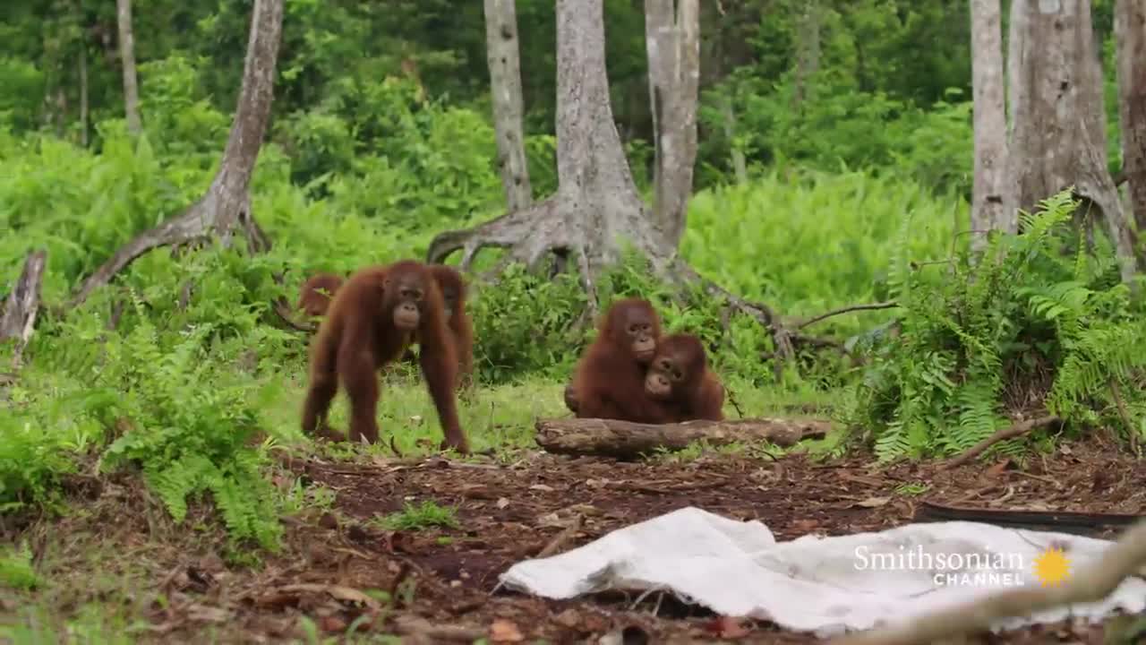 Orangutans Need to Learn to Fear Snakes