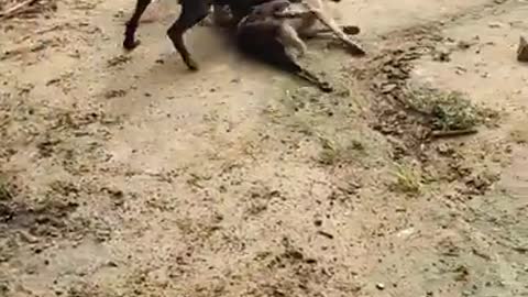 Rottweiler dog fight