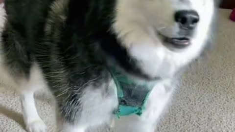 Fluffy puffy Husky signing