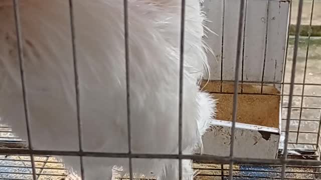 chi cock