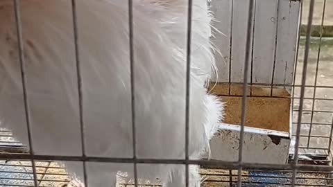 chi cock