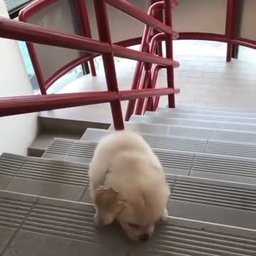 💗 Beautiful puppy trying to climb the last step of the ladder 💗