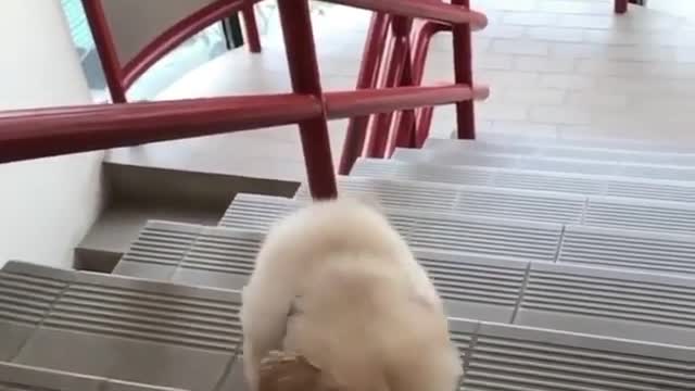 💗 Beautiful puppy trying to climb the last step of the ladder 💗