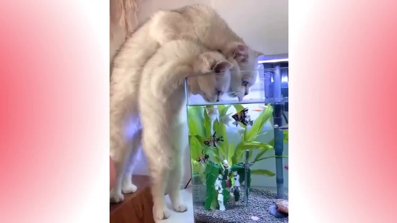 cute funny finding hiding objects.