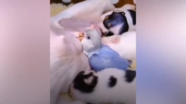 Birds drink milk, Birds video, bird