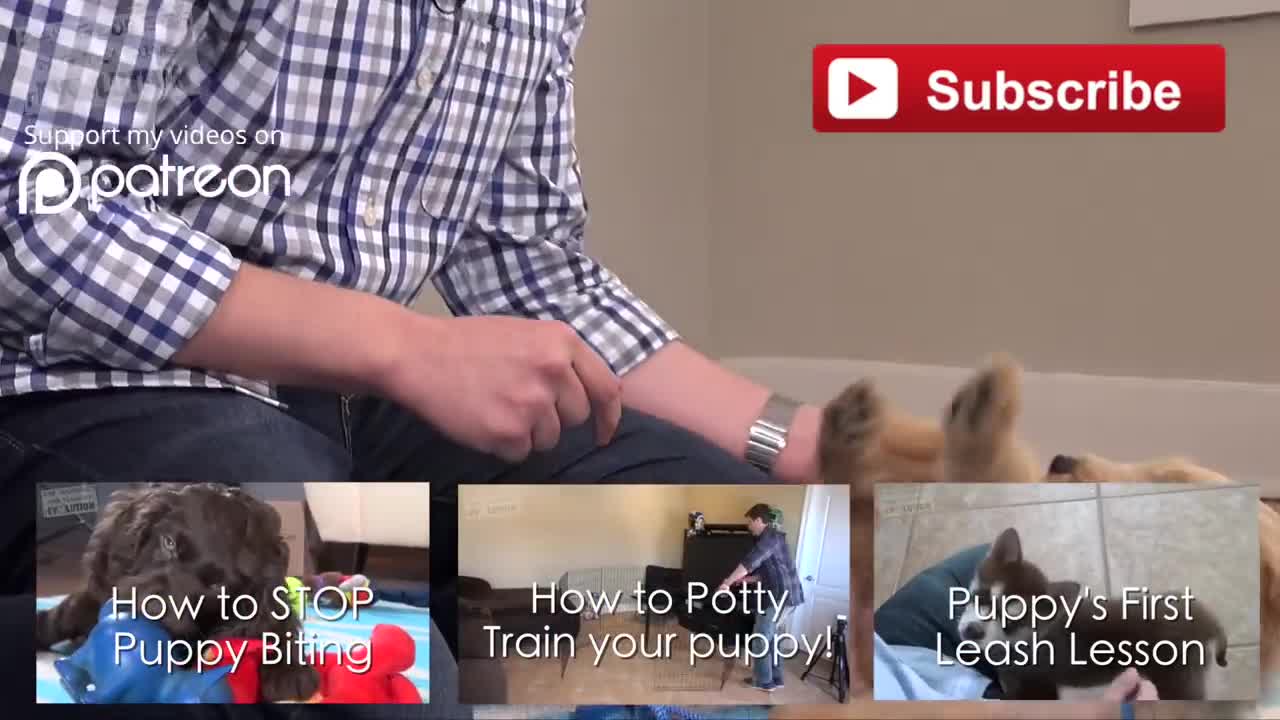 Three things to teach your puppy