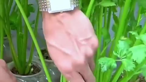 DIY