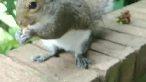 Mika The Squirrel 🐿️❤️She came for her dinner and I'm so glad she didn't get soaked with the rain 🌧️