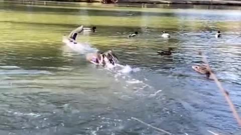 Duck Nice Video