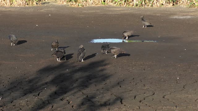 Black vultures in Florida during a dry season