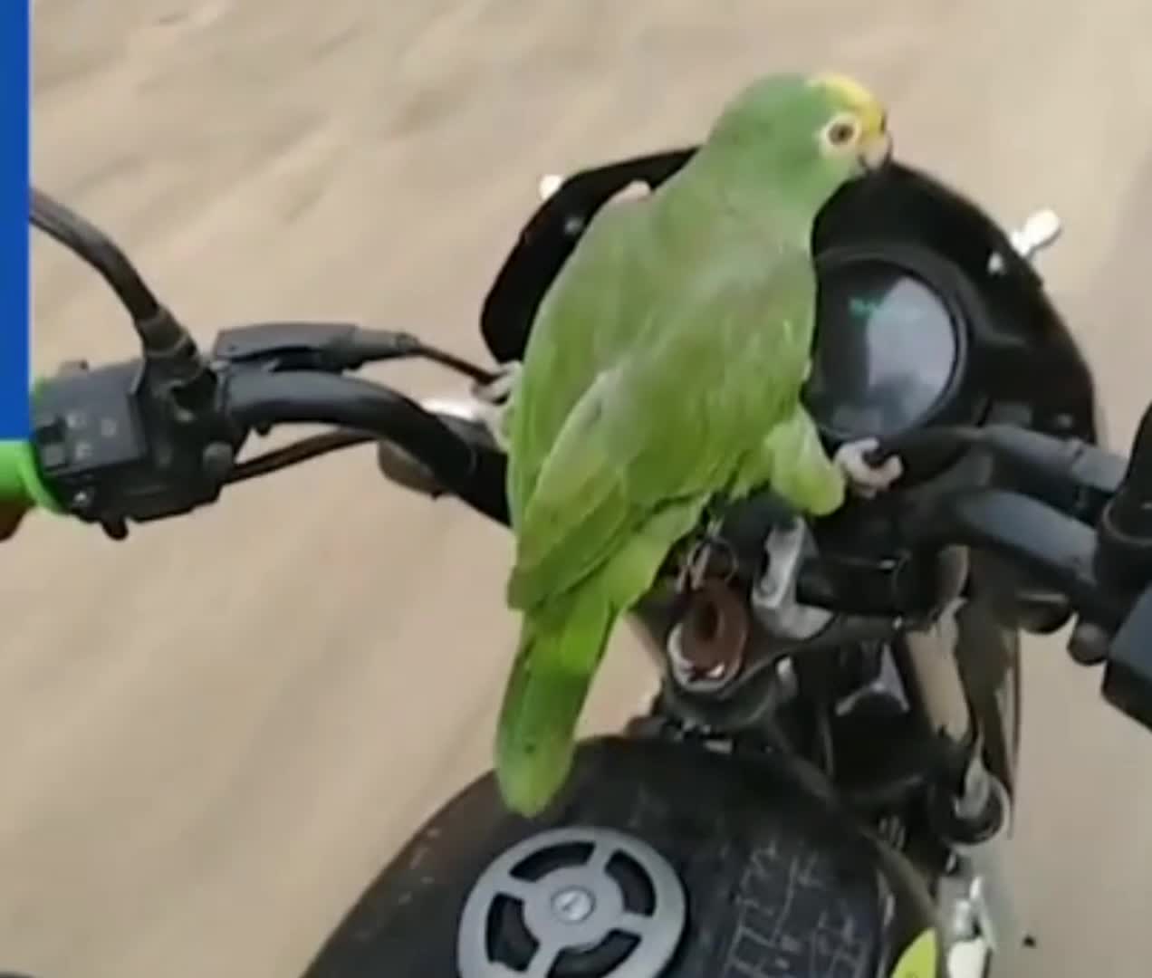 Parrot On A Motorcycle Ride🦜 🏍