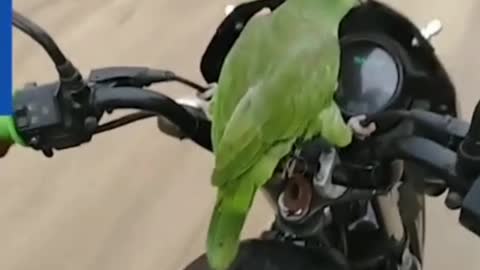 Parrot On A Motorcycle Ride🦜 🏍