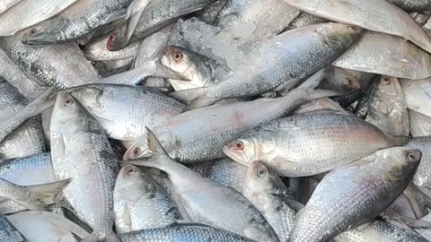 Tasty Hilsa Fish video In Fish Market Dhaka#shorts